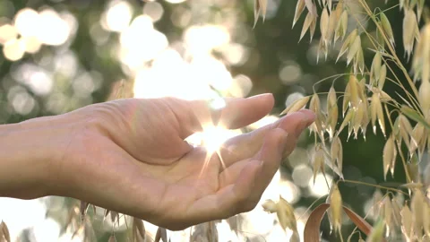Growing oats in the rays of sunlight. Slow motion. Stock Footage 114737291