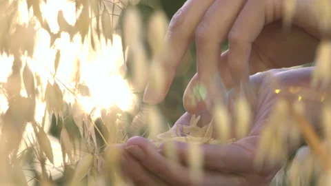 Growing oats in the rays of sunlight. Slow motion. Видео 114737482
