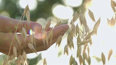 The growing oats. Slow motion. Видео 114736436