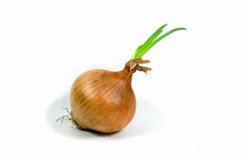 Growing Onion Stock Photos