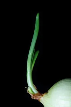 Growing Onion Stock Photos