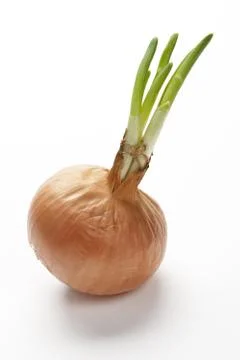 Growing onion Fotos Stock
