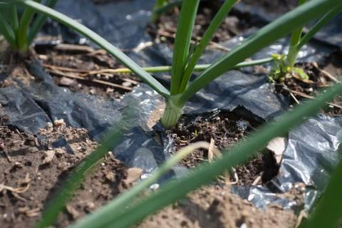 Growing onion Stock Photos