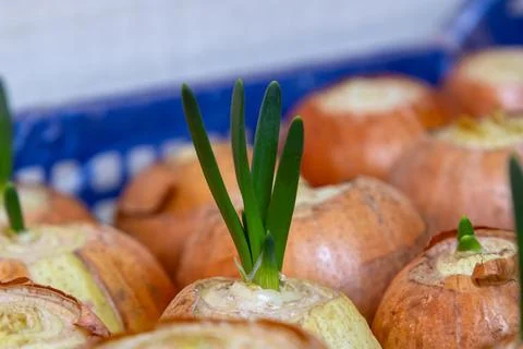 Growing Onion Sprouts in a Garden Setting With Young Onion Shoots Emerging .. Stock Photos