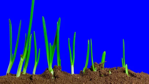 Growing onion Time lapse with alpha channel Stock Footage 100115907