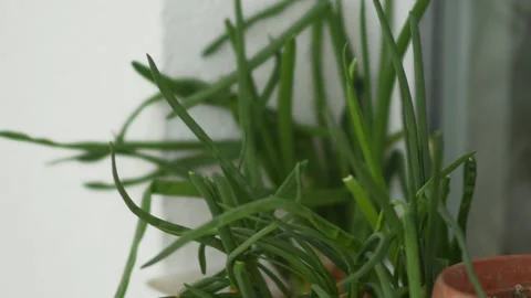 Growing onions in front of a house window, green spring onions in pots on t.. Video stock 237113809