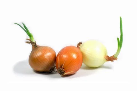 Growing Onions Stock Photos
