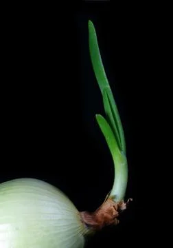 Growing Onions Stock Photos