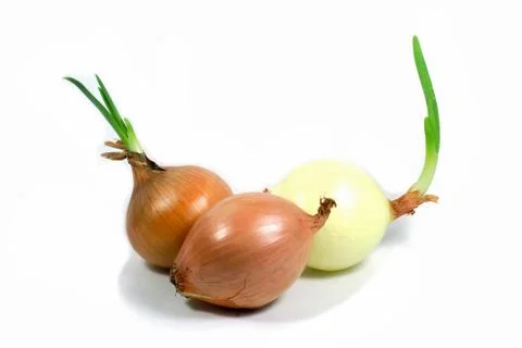 Growing Onions Stock Photos