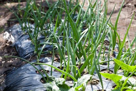 Growing onions Stock Photos