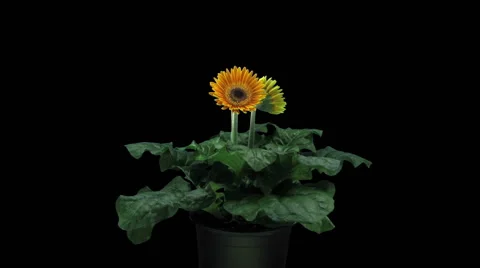 Growing, opening and rotating orange gerbera in RGB + ALPHA matte format Stock Footage 66563217