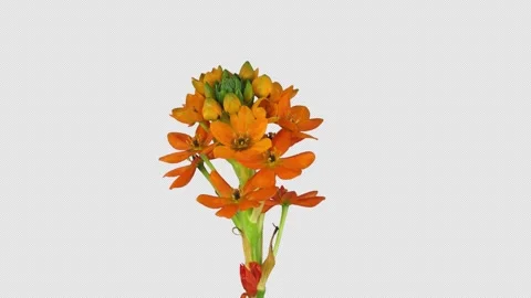 Growing, opening and rotating orange African Lily with ALPHA channel Stock Footage 324505797
