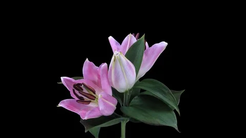 Growing, opening and rotating pink lily with ALPHA channel Stock Footage 82464998