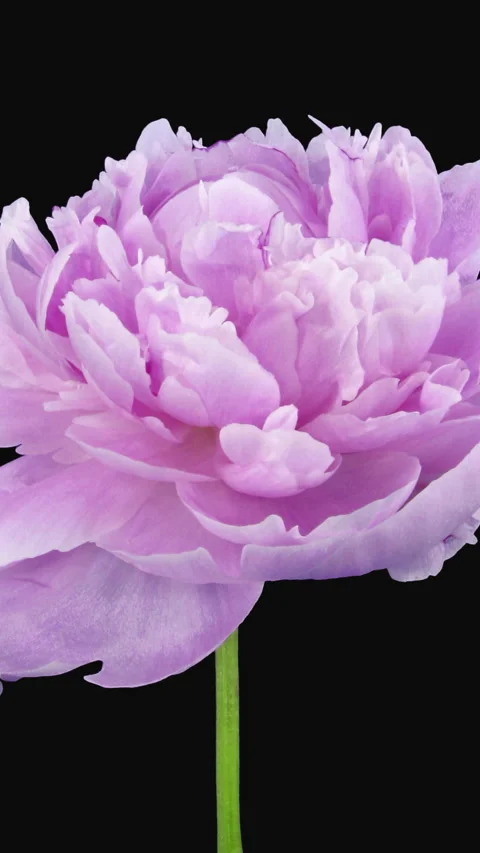 Growing, opening and rotating pink Peony Stock Footage 311791301