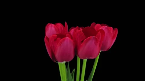 Growing, opening and rotating red tulips in RGB + ALPHA matte format Stock Footage 62785715