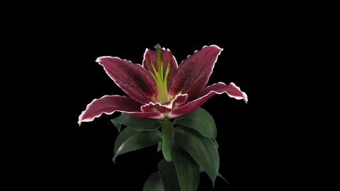 Growing, opening and rotating red stargazer lily with ALPHA channel Stock Footage 80533819