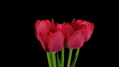 Growing, opening and rotating red tulips, 3K with ALPHA channel Stock Footage 101095304