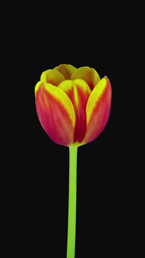Growing, opening and rotating red-yellow tulip, vertical Stock-Footage 274389432