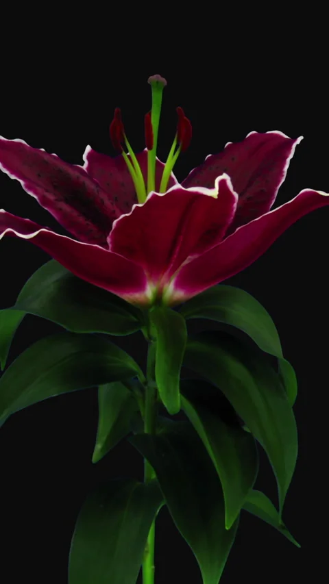 Growing, opening and rotating red stargazer lily Stock Footage 308912483