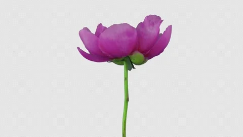 Growing, opening and rotating red Peony flower with ALPHA channel Stock Footage 324803779