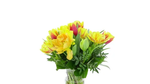Growing, opening and rotating tulips bouquet, DCI 4K Stock Footage 47673207