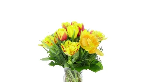 Growing, opening and rotating tulips bouquet Stock Footage 79844176