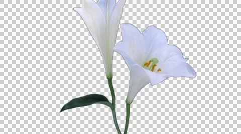 Growing, opening and rotating white lily, 4K with ALPHA Stock Footage 50366400