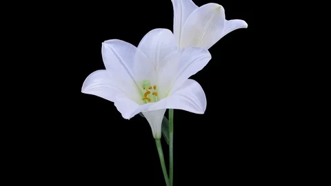 Growing, opening and rotating white lily in RGB + ALPHA format Stock Footage 80704613