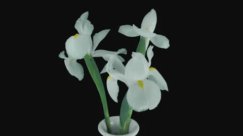 Growing, opening and rotating white iris in RGB + ALPHA matte format Stock Footage 92400603