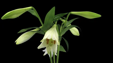 Growing, opening and rotating white lily, 3K with ALPHA channel Stock Footage 101220900