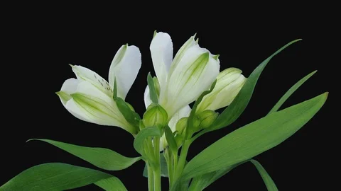 Growing, opening and rotating white Peru lily, 2K with ALPHA channel Stock Footage 107780769