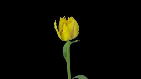 Growing, opening and rotating yellow tulip with ALPHA channel Stock Footage 80550709