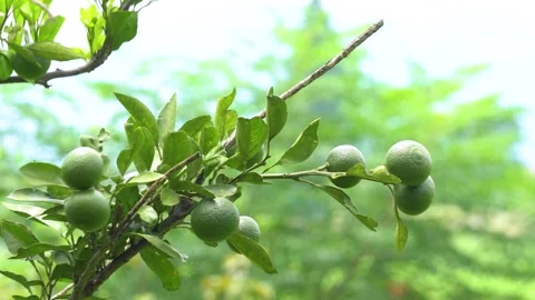 Growing Orange Fruit Development Process Natural Close Up Stock Footage 319651424