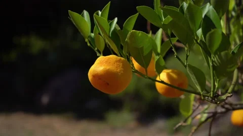 Growing orange in the garden Video stock 203570839
