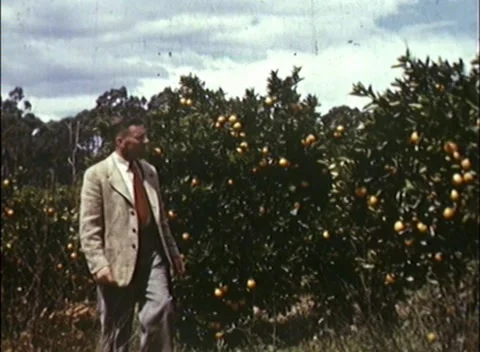 Growing Oranges / Orchard  (1948) Stock Footage 153470927