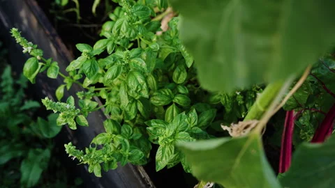 Growing organic basil herb plants in a vibrant home garden setting Stock Footage 321440325