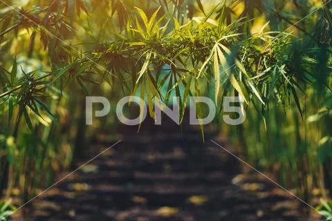 Growing organic hemp on plantation Stock Photos