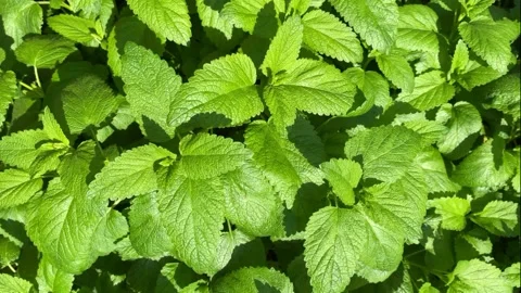 Growing organic mint close up Vidéo 169287372