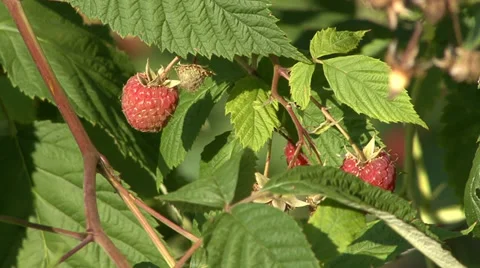 Growing organic raspberry close up Stock Footage 35582700