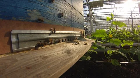 Growing organic vegetables pollination by bees in a greenhouse Stock-Footage 61075507