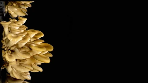 Growing oyster mushrooms on black background. Eco food. Bio farm. Vegetarian Stock Footage 163241153