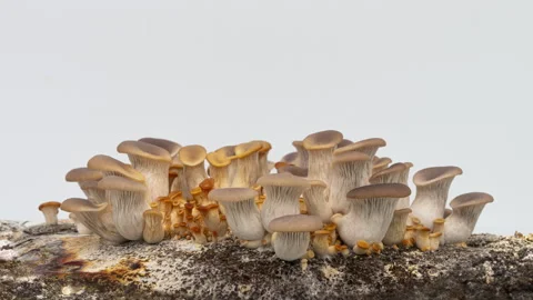 Growing oyster mushrooms on white background. Eco food. Bio farm. Vegetarian Stock Footage 274901668