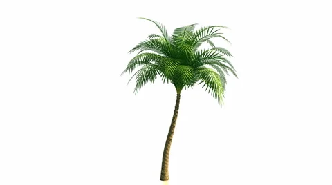 Growing palm tree with alpha channel Stock Footage