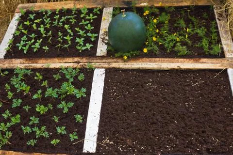 Growing palnt. Stock Photos