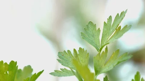 Growing parsley. Close-up. Stock Footage 70963316