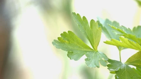 Growing parsley. Close-up. Видео 70963654