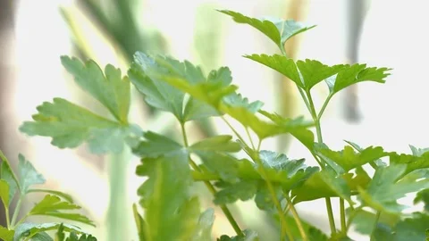 Growing parsley. Close-up. Видео 70963659