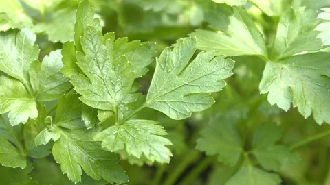 Growing parsley. Close-up. Stock Footage 70963849