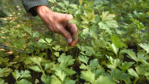 Growing parsley. Видео 79506077