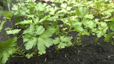 Growing parsley. Видео 79691708